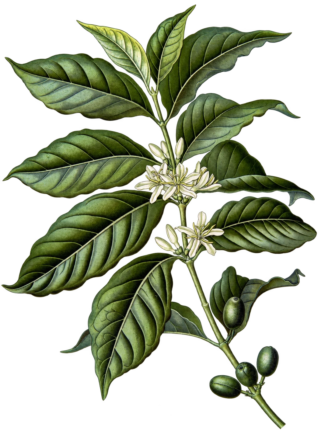 Full botanical study of a coffee branch with leaves, flowers and fruit