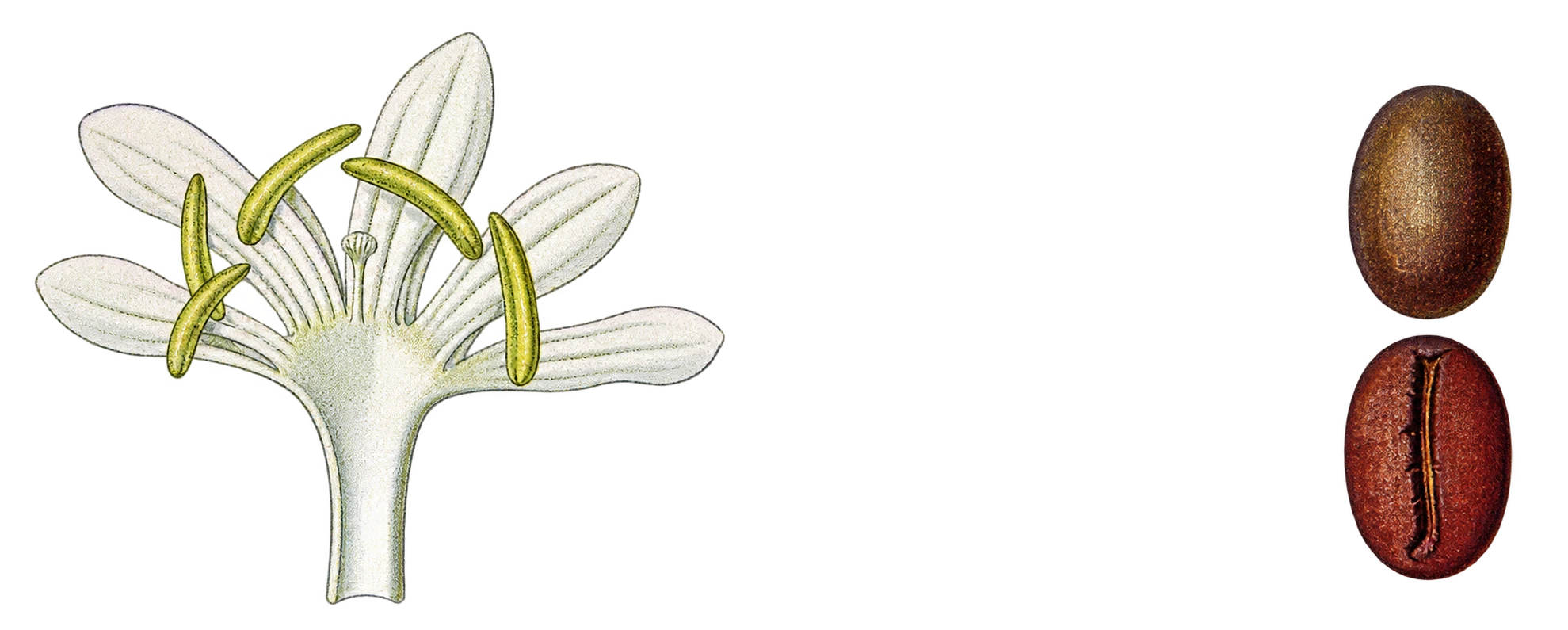 Coffee flower and seed anatomy